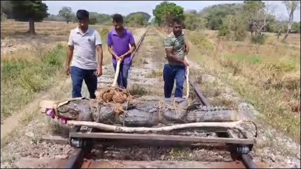 Batti. train collides with crocodile (Pics)