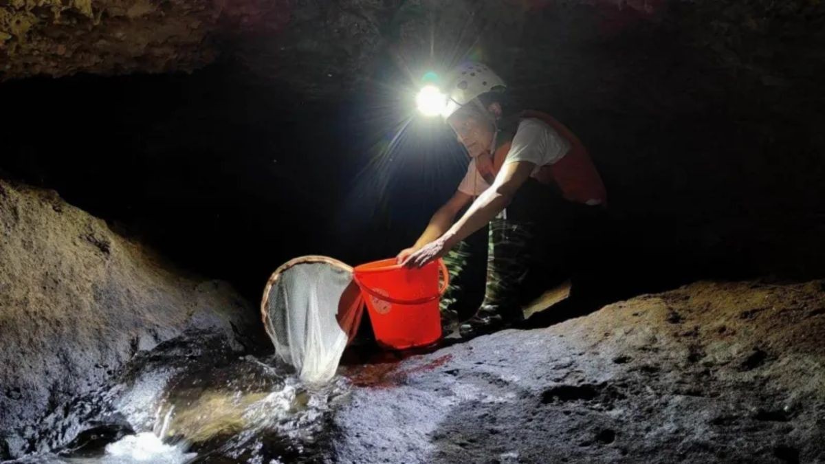 Inside the fascinating world of India’s blind cave-dwelling fish