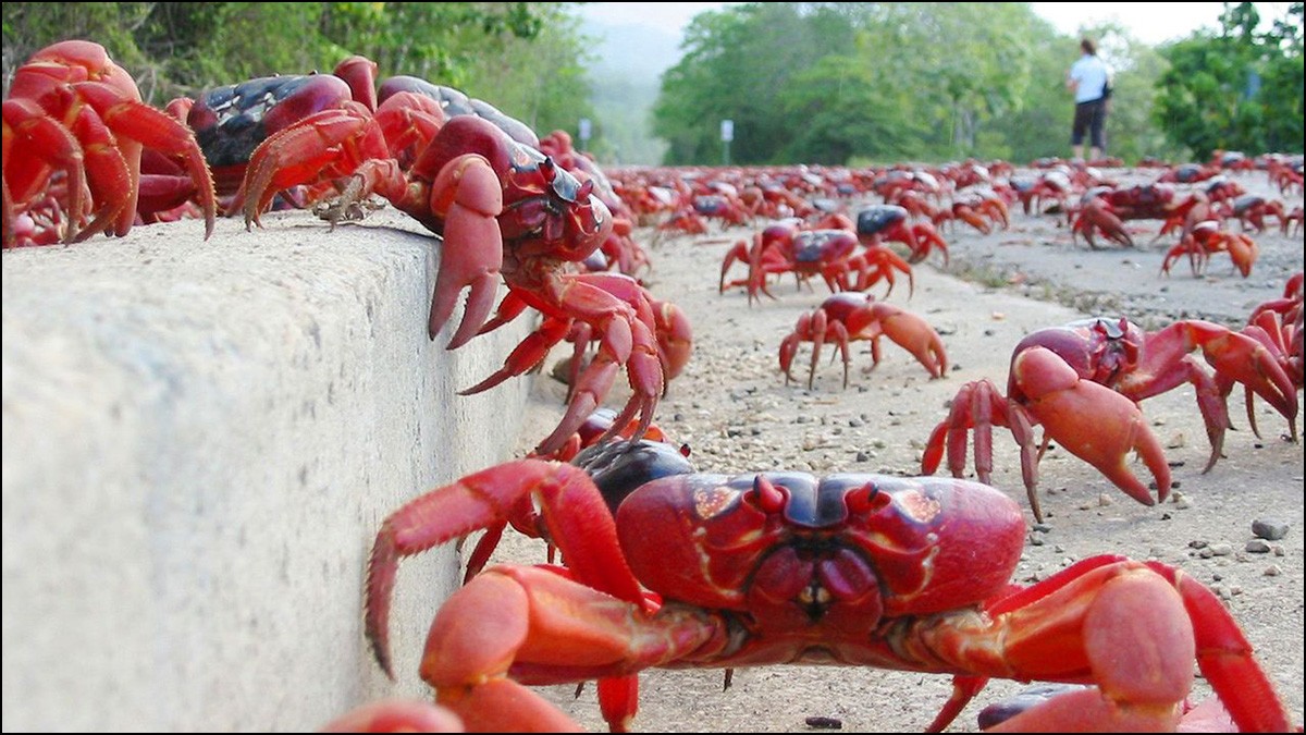 Millions of red crabs begin annual migration on Christmas Island (Video)