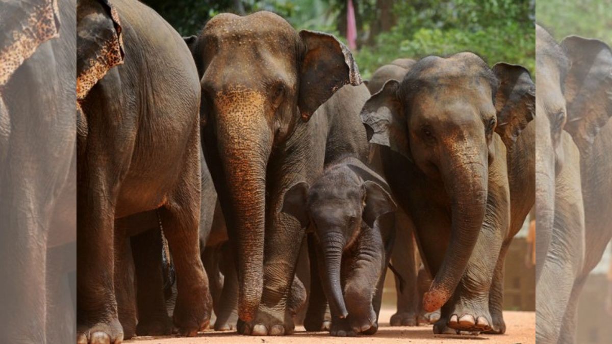 Operation to drive away wild elephants entering villages